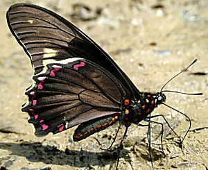 Battus polydamas, Caranavi, Yungas, Bolivia d. 11 Januar 2005. Fotograf: Lars Andersen