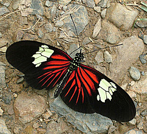 Heliconius melpomene. Caranavi, Yungas, Bolivia d. 12 Januar 2005. Fotograf: Lars Andersen