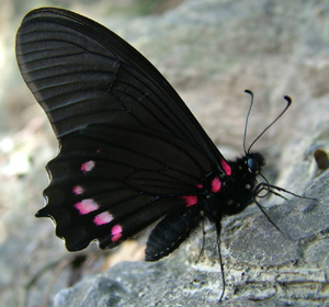 Parides Svalahale, Yolosa, Yungas, Bolivia d. 8 Januar 2005. Fotograf: Lars Andersen