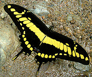 Kæmpesvalehale, Papilio thoas. Rio Broncini. d. 12 Januar 2005. Fotograf: Lars Andersen