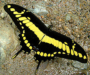 Kmpesvalehale, Papilio thoas. Rio Broncini. d. 12 Januar 2005. Fotograf: Lars Andersen