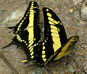 Papilio thoas, Rio Broncini, Caranavi, Yungas, Bolivia d. 12 Januar 2005. Fotograf: Lars Andersen