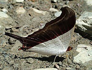 Yolosa, Yungas, Bolivia d. 4 Januar 2005. Fotograf: Lars Andersen