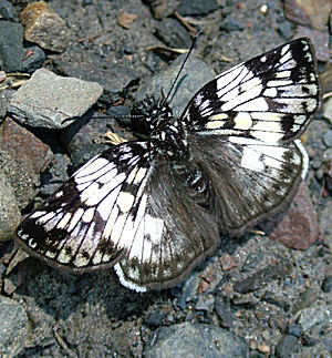 Yolosa, Yungas, Bolivia d. 4 Januar 2005. Fotograf: Lars Andersen