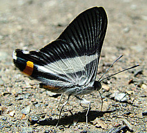 Siseme neurodes, Yolosa, Yungas, Bolivia d. 4 Januar 2005. Fotograf: Lars Andersen