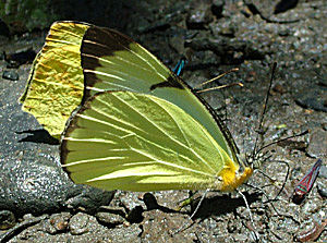 Yolosa, Yungas, Bolivia d. 4 januar 2005. Fotograf: Lars Andersen