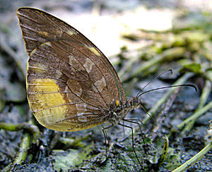 Yolosa, Yungas, Bolivia d. 4 januar 2005. Fotograf: Lars Andersen