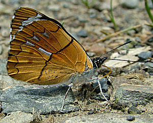 Caranavi, Yungas, Bolivia d. 11 januar 2005. Fotograf: Lars Andersen