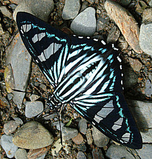 Challa, Yungas, Bolivia d. 11 januar 2005. Fotograf: Lars Andersen