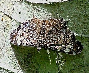 Caranavi, Yungas, Bolivia d. 13 januar 2005. Fotograf: Lars Andersen