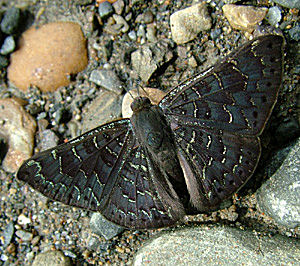 Rio Broncini, Caranavi, Yungas, Bolivia d. 13 Januar 2005. Fotograf: Lars Andersen