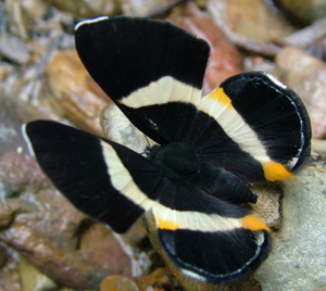 Erota Metalmark (Notheme erota) Rio Broncini, Caranavi, Yungas, Bolivia d. 13 Januar 2005. Fotograf: Lars Andersen