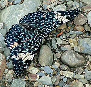 Caranavi, Yungas, Bolivia d. 13 januar 2005. Fotograf: Lars Andersen