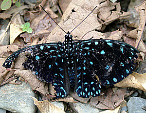 Caranavi, Yungas, Bolivia d. 13 januar 2005. Fotograf: Lars Andersen