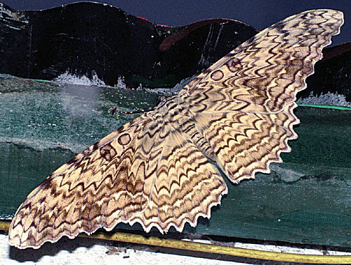 Thysania agrippina  Verdens største sommerfugl i vingefang, den er ca. 30 cm. Tidligt om morgenen i Coroico d. 18 Januar 2005. Fotograf: Lars Andersen