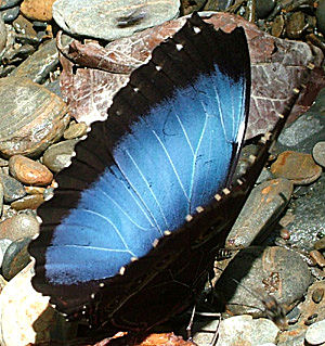 Challa, Yungas, Bolivia d. 18 januar 2005. Fotograf: Lars Andersen