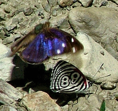 Challa, Yungas, Bolivia d. 18 januar 2005. Fotograf: Lars Andersen