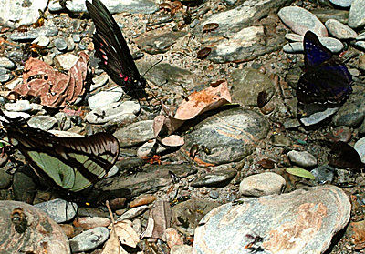ommerfugle fra Challa, på vejen imellem Yolosa og Caranavi, d. 18 Januar 2005. Fotograf: Lars Andersen