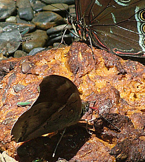 Challa, Yungas, Bolivia d. 18 januar 2005. Fotograf: Lars Andersen