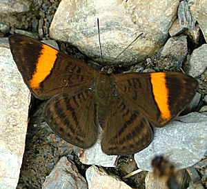 Caranavi, Yungas, Bolivia d.11 januar 2005. Fotograf: Lars Andersen