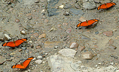 Caranavi, Yungas, Bolivia d.11 januar 2005. Fotograf: Lars Andersen