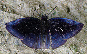 Caranavi, Yungas, Bolivia d.11 januar 2005. Fotograf: Lars Andersen