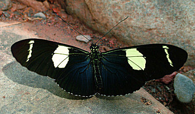 Yolosa, Yungas, Bolivia d. 8 januar 2005. Fotograf: Lars Andersen