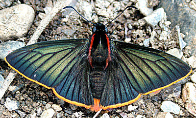 Yolosa, Yungas, Bolivia d. 8 januar 2005. Fotograf: Lars Andersen