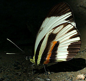 Rio Santa Barbera, Yungas, Bolivia d. 8 januar 2005. Fotograf: Lars Andersen