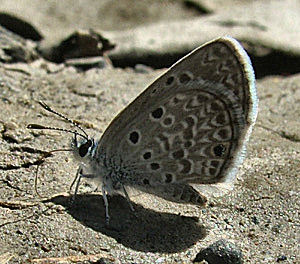 Spottd Miri, Hemiargus hanno, Rio Santa Barbera, Yungas, Bolivia d. 8 januar 2005. Fotograf: Lars Andersen