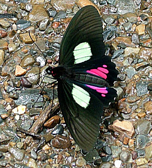Rio Broncini, Caranavi, Yungas, Bolivia d.13 januar 2005. Fotograf: Lars Andersen