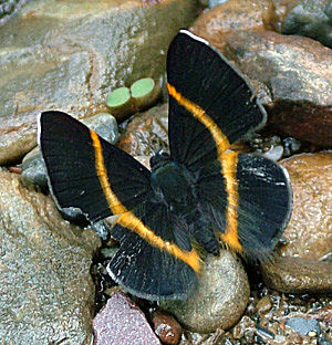 Amarynthina Metalmark (Parcella amarynthina), Rio Broncini, Caranavi, Yungas, Bolivia d.13 januar 2005. Fotograf: Lars Andersen