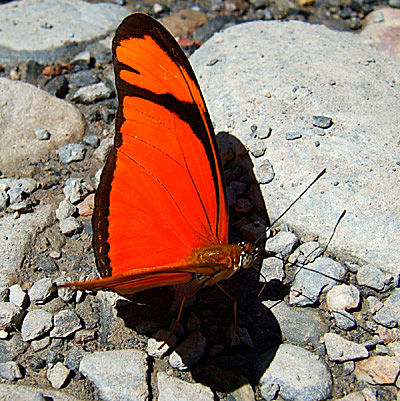 Yolosa, Yungas, Bolivia d. 4 januar 2005. Fotograf: Peter Mllmann