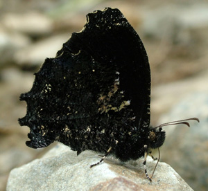 Pseudosteroma pronophila på vejen imellem Yolosa og Unduarvi i 2600 m.h. d. 3 Januar 2005. Fotograf: Lars Andersen