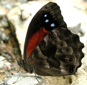 Pronophila variabiliis p vejen imellem Yolosa og Unduarvi i 2600 m.h. d. 3 Januar 2005. Fotograf: Lars Andersen