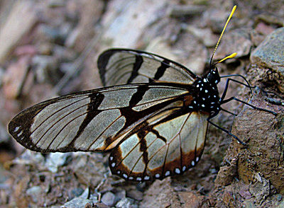 Yolosa, Yungas, Bolivia d. 4 januar 2005. Fotograf: Lars Andersen