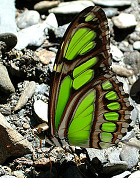 Yolosa, Yungas, Bolivia d. 4 januar 2005. Fotograf: Lars Andersen