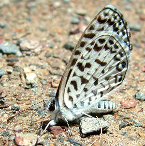 Cassius Blue, Leptotes cassius, Yolosa, Yungas, Bolivia d. 4 januar 2005. Fotograf: Lars Andersen