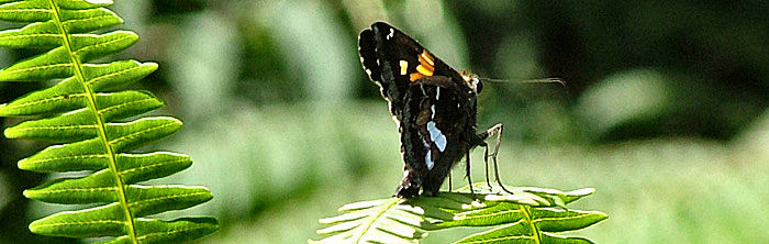 Coroico, Yungas, Bolivia d. 1 januar 2005. Fotograf: Lars Andersen