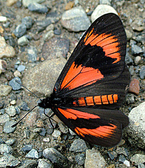 Yolosa, Yungas, Bolivia d. 2 Januar 2005. Fotograf: Lars Andersen