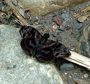 Yolosa, Yungas, Bolivia d. 2 Januar 2005. Fotograf: Lars Andersen