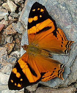 Yolosa, Yungas, Bolivia d. 2 Januar 2005. Fotograf: Lars Andersen