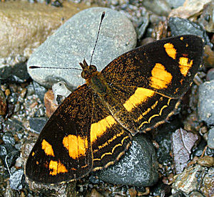 Yolosa, Yungas, Bolivia d. 2 Januar 2005. Fotograf: Lars Andersen