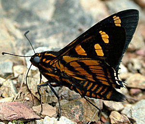 Yolosa, Yungas, Bolivia d. 2 Januar 2005. Fotograf: Lars Andersen