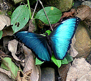 Morpho i Caranavi, Yungas, Bolivia d. 12 januar 2005. Fotograf: Annelie Nielsen