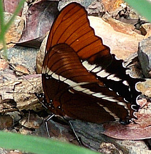 Yolosa, Yungas, Bolivia d. 10 januar 2005. Fotograf: Lars Andersen