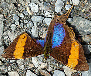 Yolosa, Yungas, Bolivia d. 10 januar 2005. Fotograf: Lars Andersen