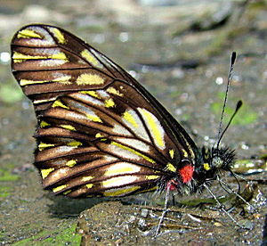 Yolosa, Yungas, Bolivia d. 10 januar 2005. Fotograf: Lars Andersen