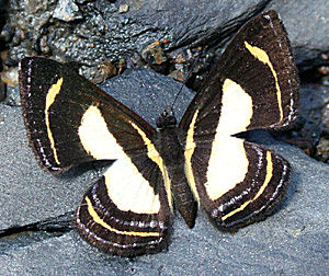 Bacaenis Metalmark  (Baeotis bacaenis). Yolosa, Yungas, Bolivia d. 10 Januar 2005. Fotograf: Lars Andersen