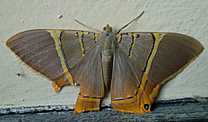 Phrygionis polita. Coroico, Yungas, Bolivia, januar 2005. Fotograf: Lars Andersen